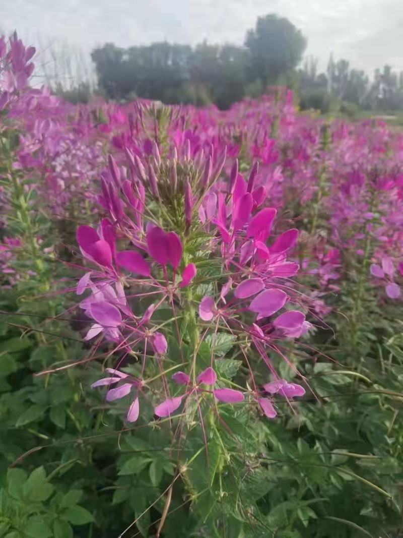 醉蝶花种耐热耐高温易养活花海地栽花园
