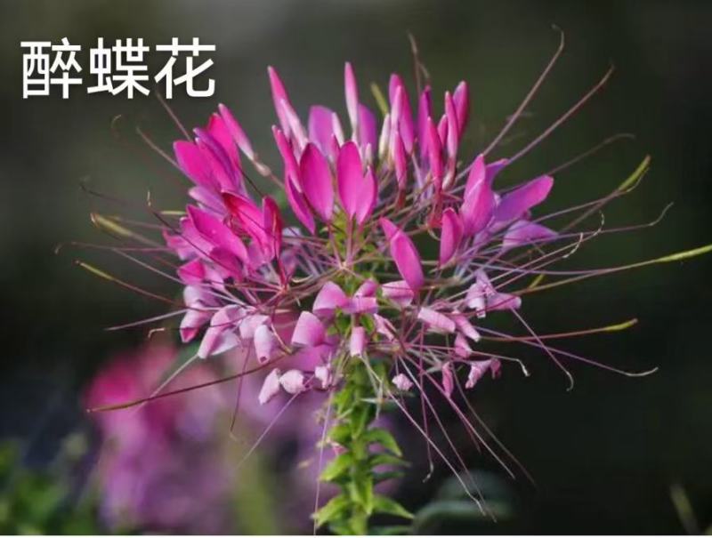 醉蝶花种耐热耐高温易养活花海地栽花园