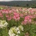 醉蝶花种耐热耐高温易养活花海地栽花园