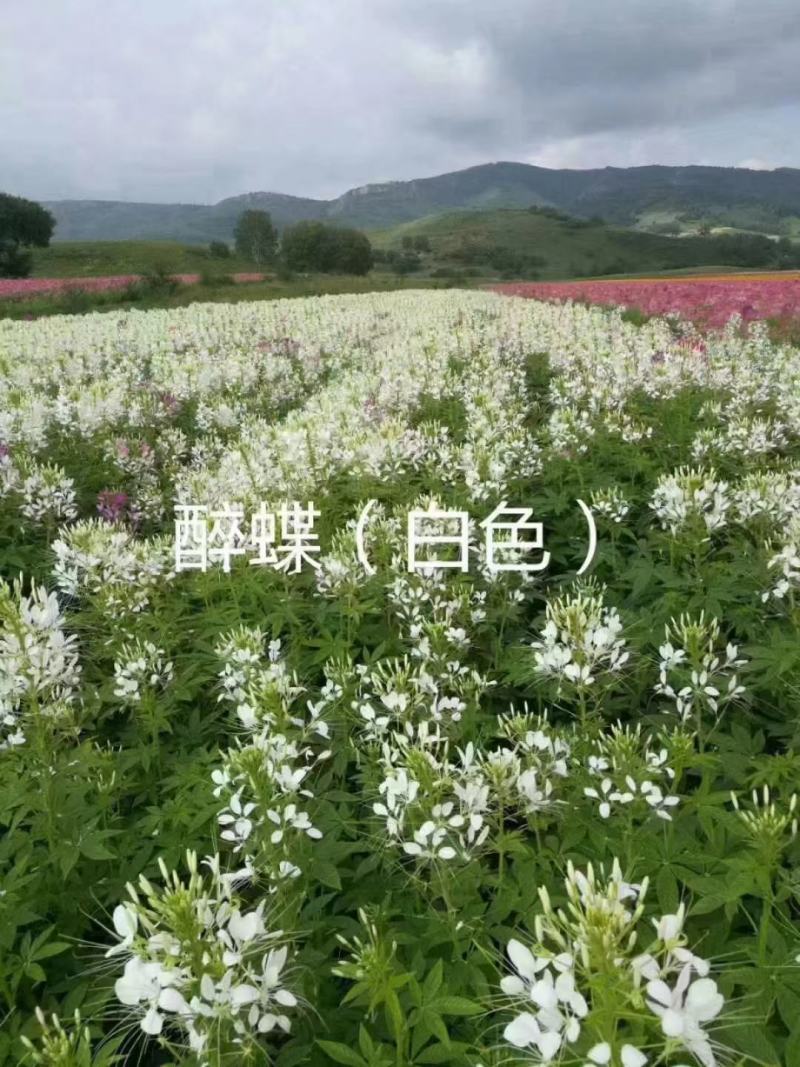 醉蝶花种耐热耐高温易养活花海地栽花园
