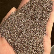 柳叶马鞭草种子春秋播花种子花海花卉中籽多年生花花籽