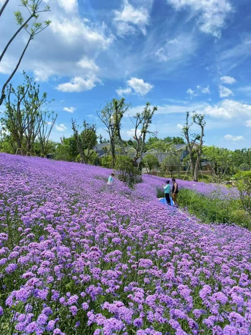 柳叶马鞭草种子春秋播花种子花海花卉中籽多年生花花籽