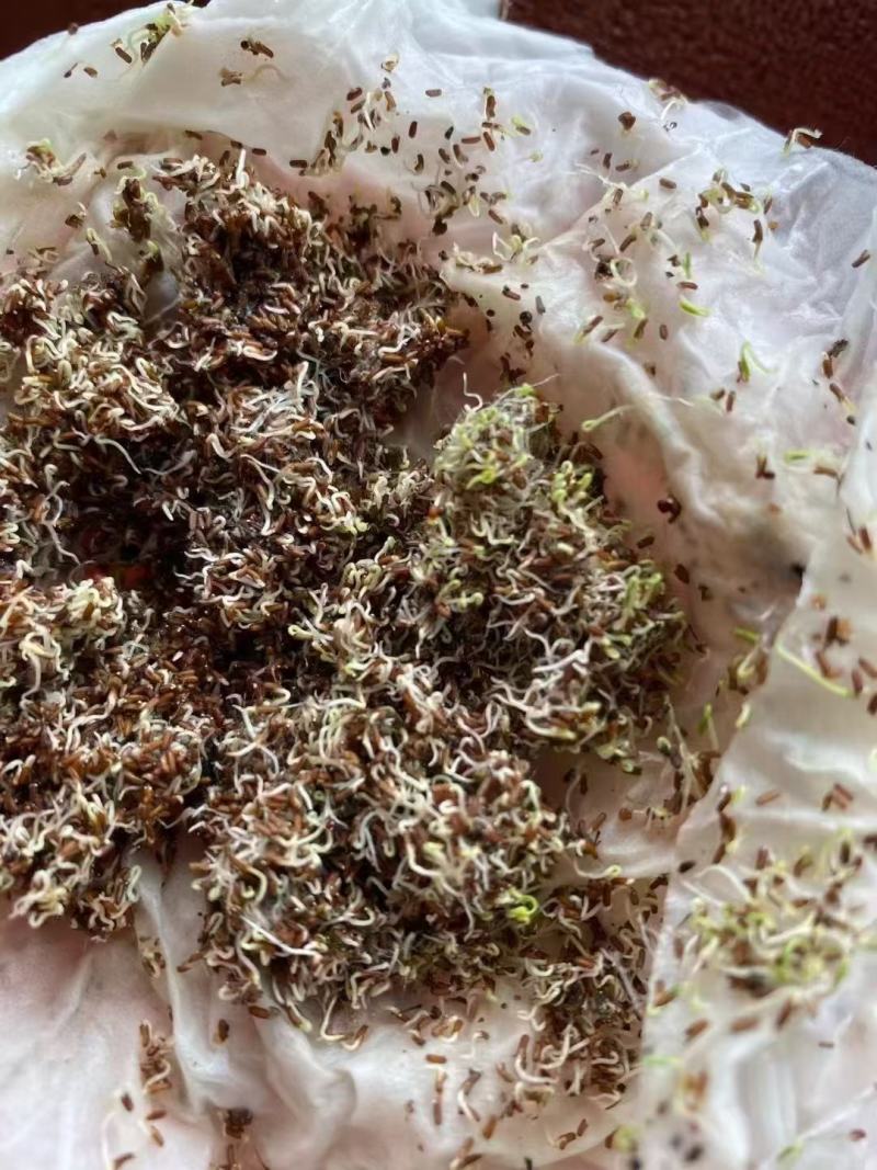 柳叶马鞭草种子春秋播花种子花海花卉中籽多年生花花籽
