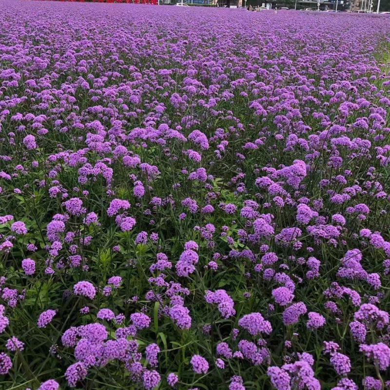 柳叶马鞭草种子春秋播花种子花海花卉中籽多年生花花籽