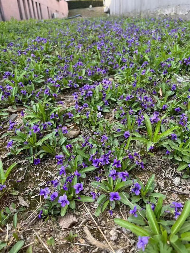 紫花地丁种子多年生花种籽子野堇菜花籽春秋易活地被覆绿耐寒