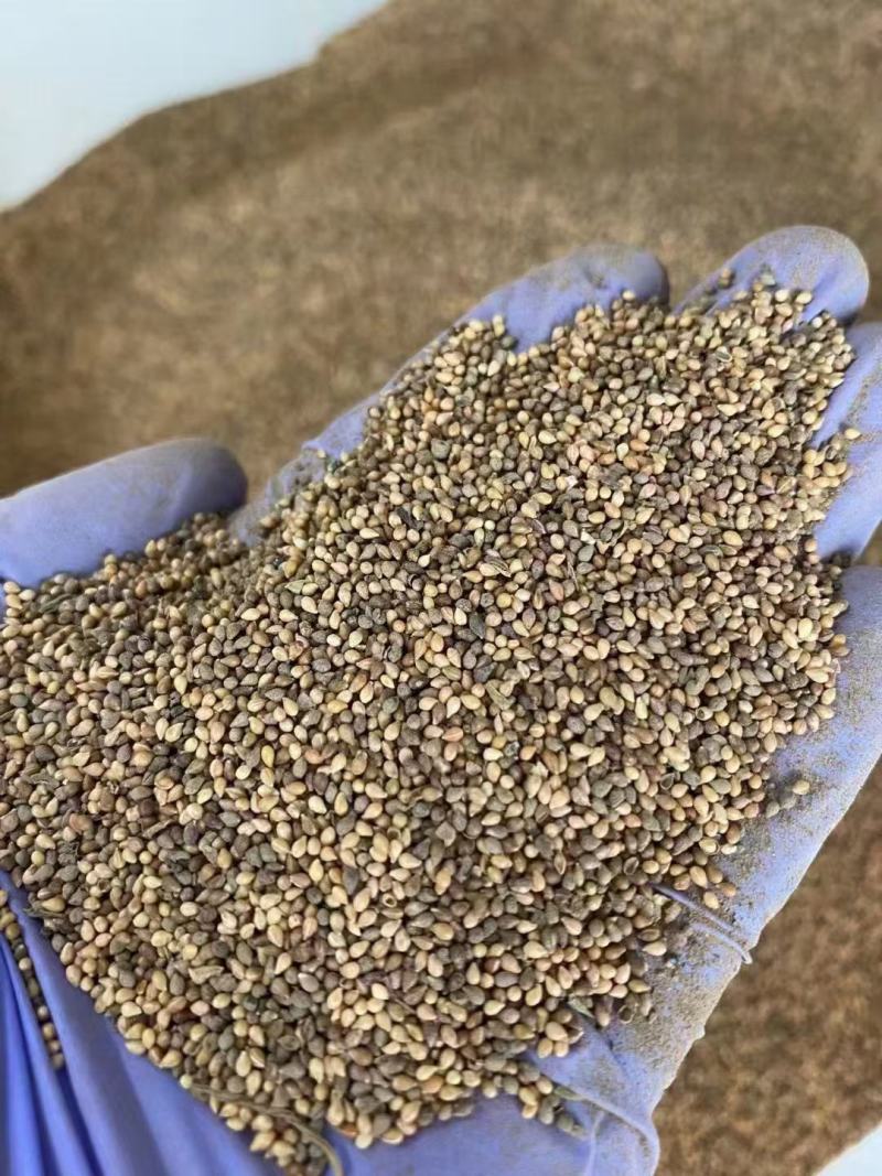 紫花地丁种子多年生花种籽子野堇菜花籽春秋易活地被覆绿耐寒