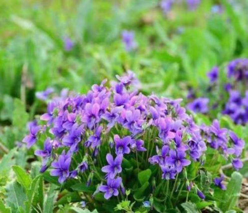 紫花地丁种子多年生花种籽子野堇菜花籽春秋易活地被覆绿耐寒