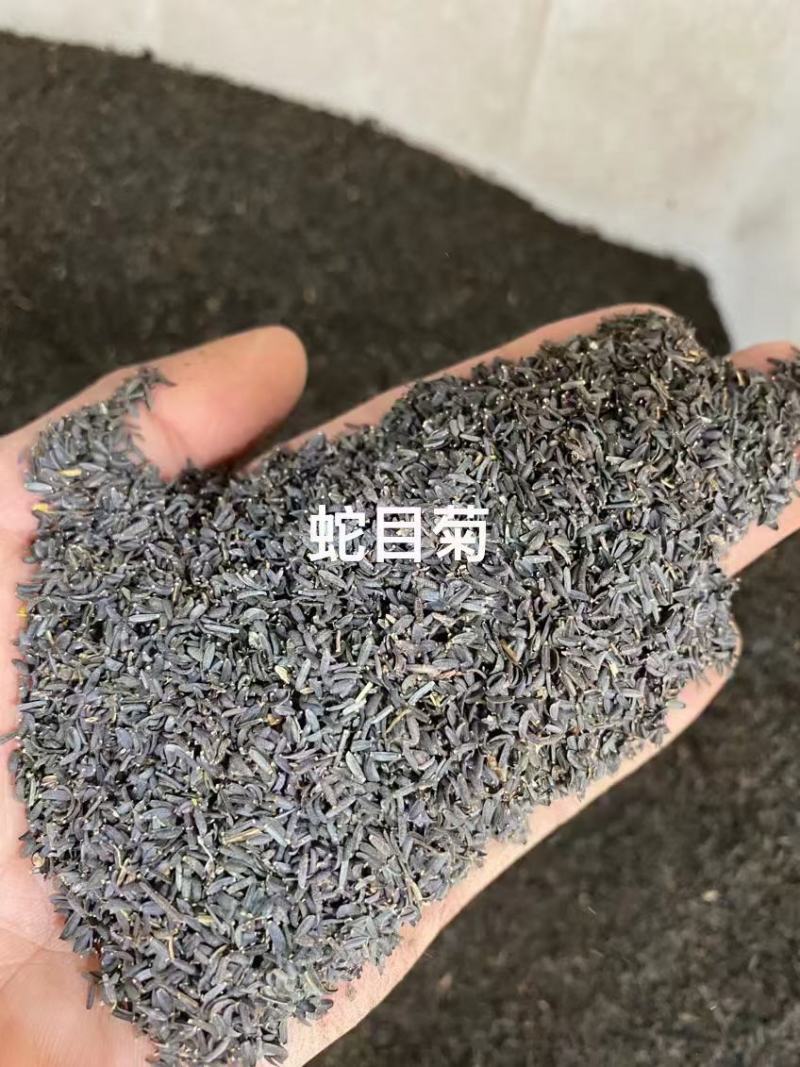 蛇目菊种子四季易种活的阳台盆栽绿植天山雪菊两色金鸡菊花