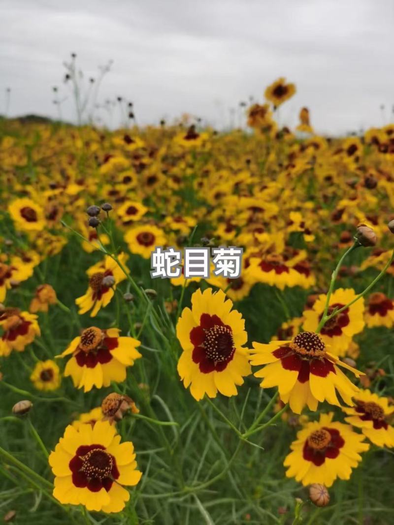 蛇目菊种子四季易种活的阳台盆栽绿植天山雪菊两色金鸡菊花
