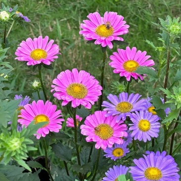 四季种植翠菊种子重瓣矮杆阳台庭院花草花卉菊