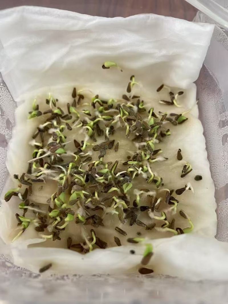 四季种植翠菊种子重瓣矮杆阳台庭院花草花卉菊
