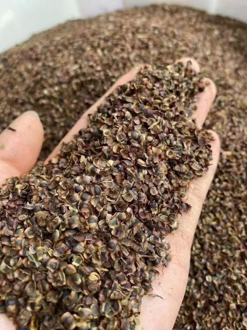金鸡菊种子多年生宿根花卉草种耐寒耐旱耐热观赏花草花海庭院