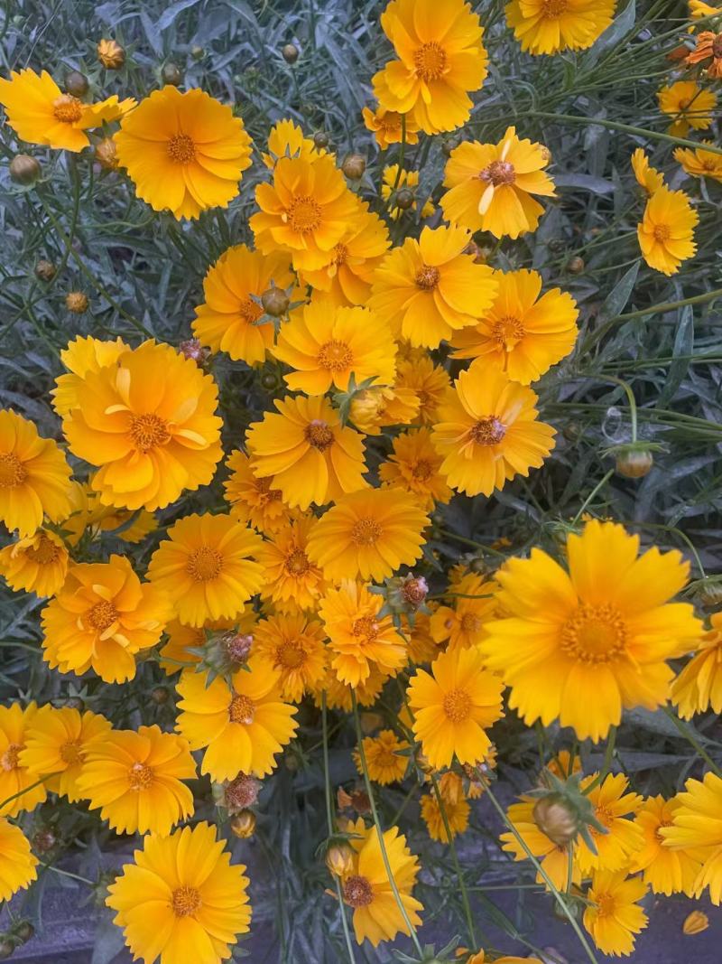 金鸡菊种子多年生宿根花卉草种耐寒耐旱耐热观赏花草花海庭院