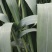 燕麦种子燕麦牧草种籽适简单易种高营养春秒接单秋季种植多次
