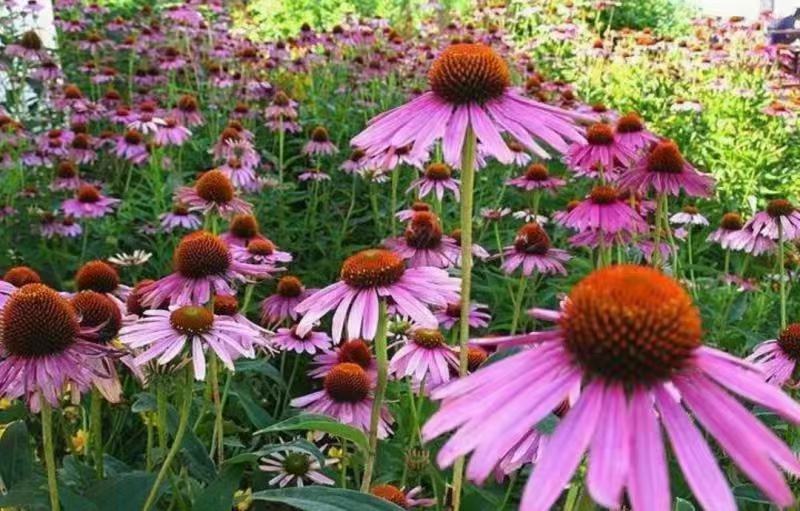 松果菊种子花籽宿根多年生菊花耐寒四季室秒接单外庭院阳台易