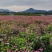 松果菊种子花籽宿根多年生菊花耐寒四季室秒接单外庭院阳台易