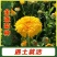 金盏菊种子金盏花种子四季易种花种子长生菊花海易种