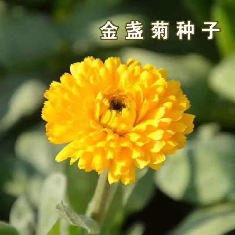 金盏菊种子金盏花种子四季易种花种子长生菊花海易种