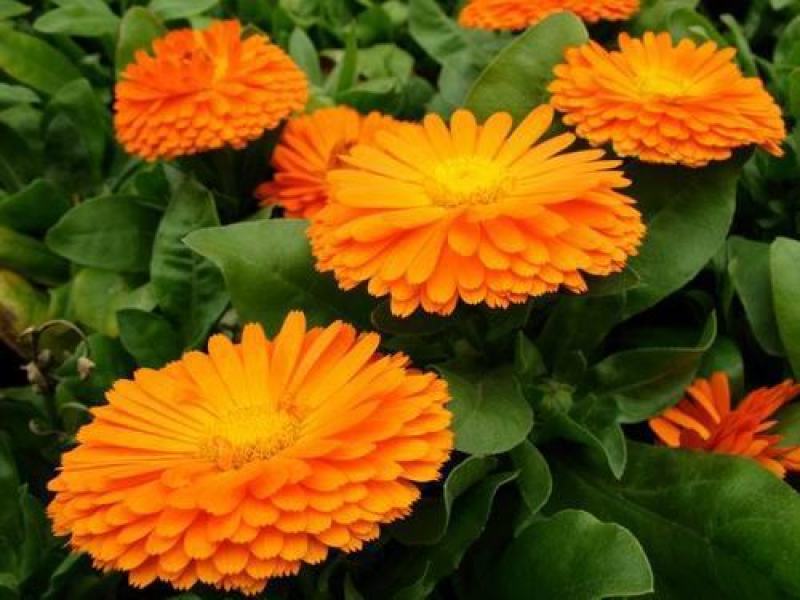 金盏菊种子金盏花种子四季易种花种子长生菊花海易种