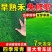 早熟禾草坪草籽耐寒耐踏矮生四季长青庭院别墅绿化优质种子