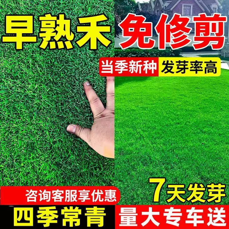 早熟禾草坪草籽耐寒耐踏矮生四季长青庭院别墅绿化优质种子