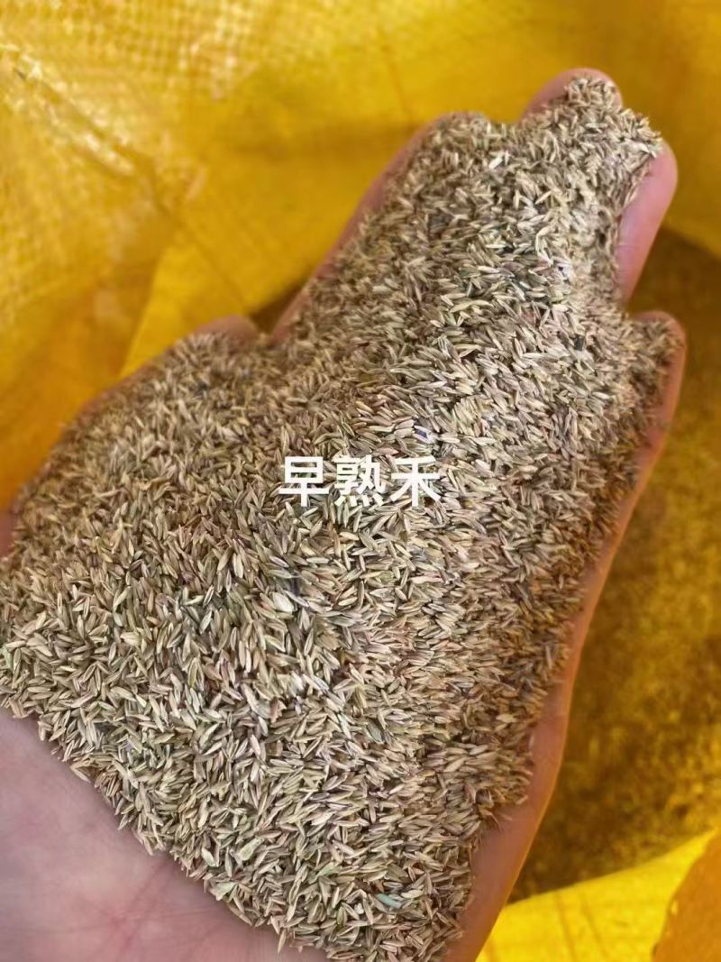 早熟禾草坪草籽耐寒耐踏矮生四季长青庭院别墅绿化优质种子