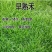 早熟禾草坪草籽耐寒耐踏矮生四季长青庭院别墅绿化优质种子