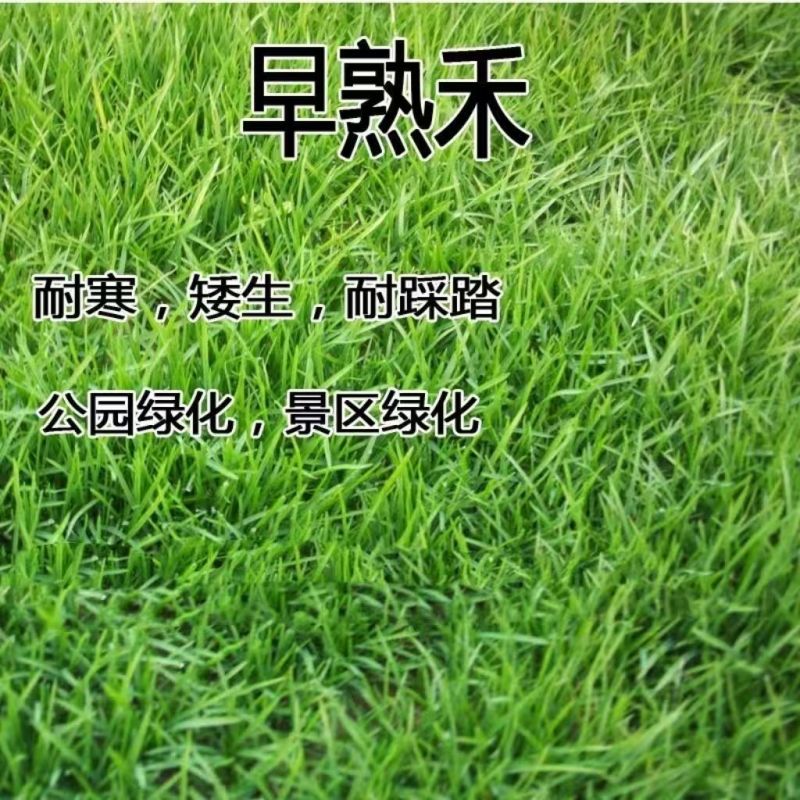 早熟禾草坪草籽耐寒耐踏矮生四季长青庭院别墅绿化优质种子