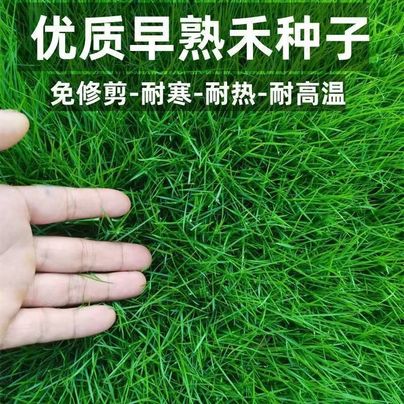 早熟禾草坪草籽耐寒耐踏矮生四季长青庭院别墅绿化优质种子