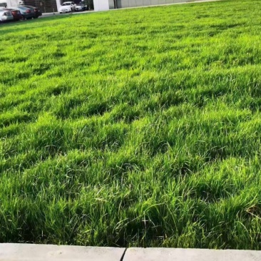 高羊茅进口草坪种子四季青耐寒耐旱耐踏庭院绿化护坡草种