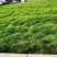 高羊茅进口草坪种子四季青耐寒耐旱耐踏庭院绿化护坡草种