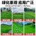 高羊茅进口草坪种子四季青耐寒耐旱耐踏庭院绿化护坡草种