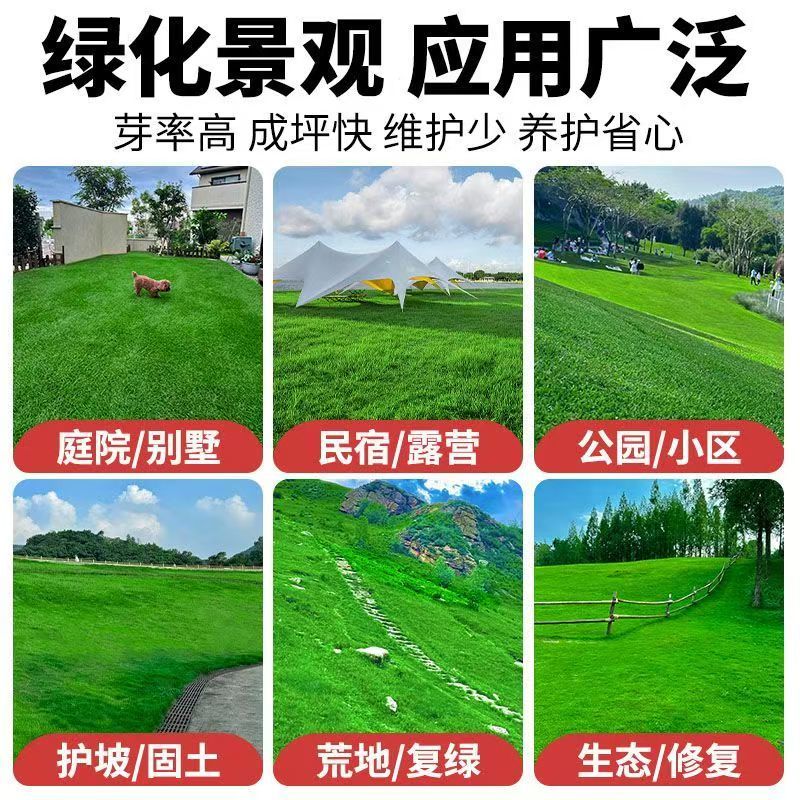 高羊茅进口草坪种子四季青耐寒耐旱耐踏庭院绿化护坡草种