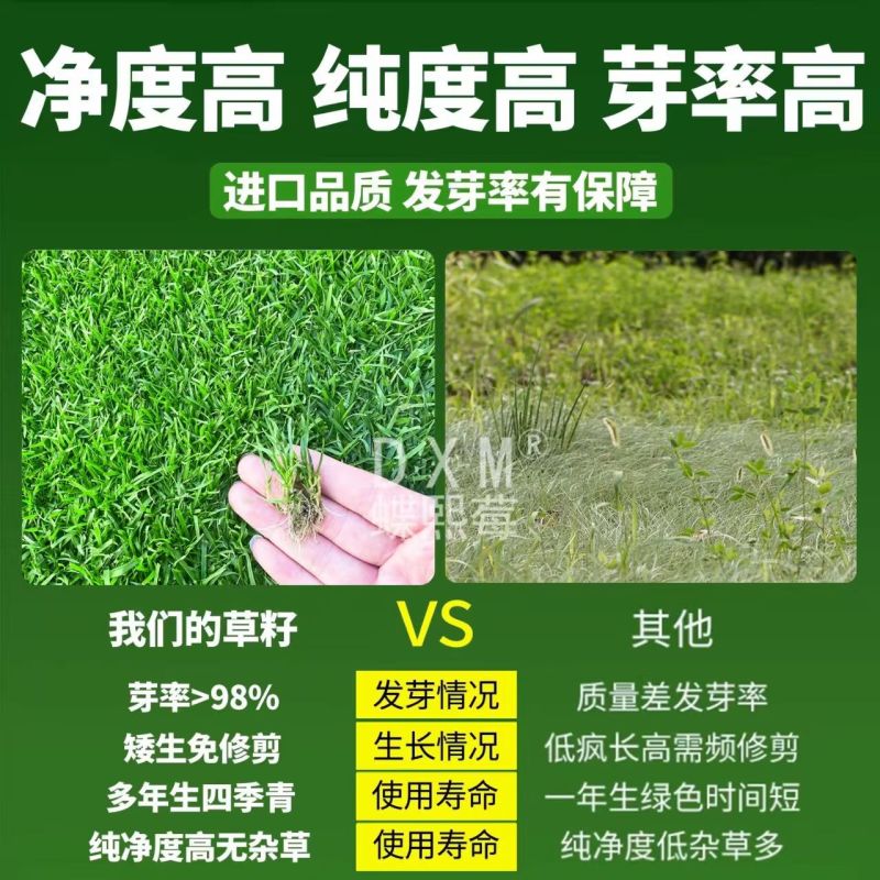 高羊茅进口草坪种子四季青耐寒耐旱耐踏庭院绿化护坡草种