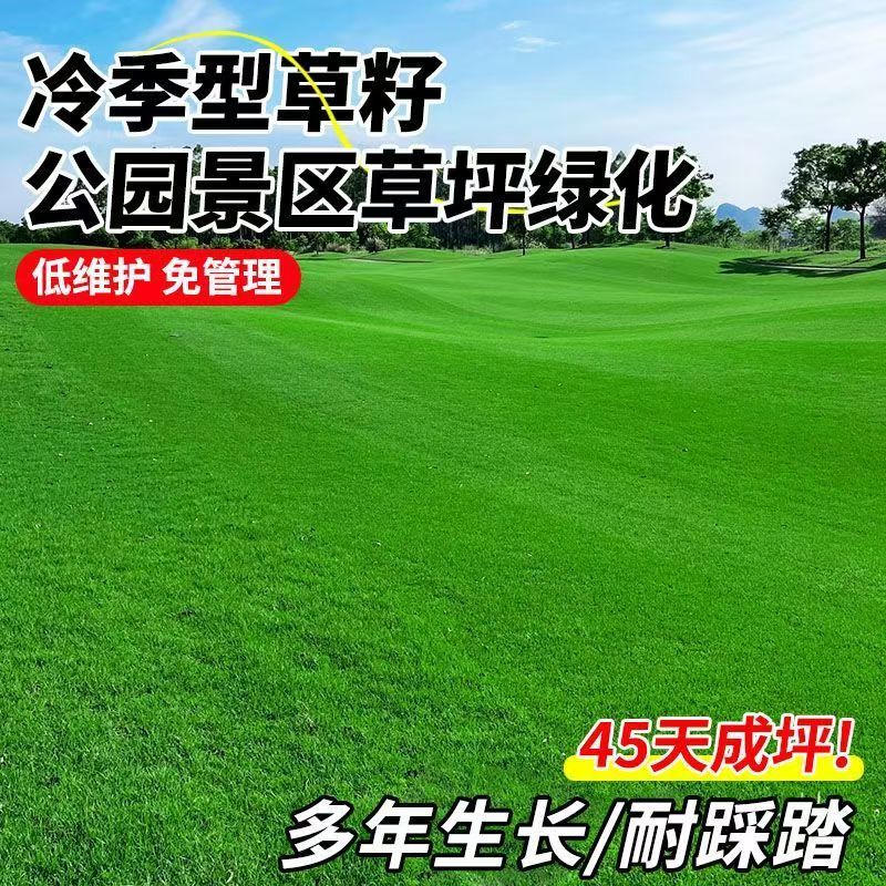 高羊茅进口草坪种子四季青耐寒耐旱耐踏庭院绿化护坡草种