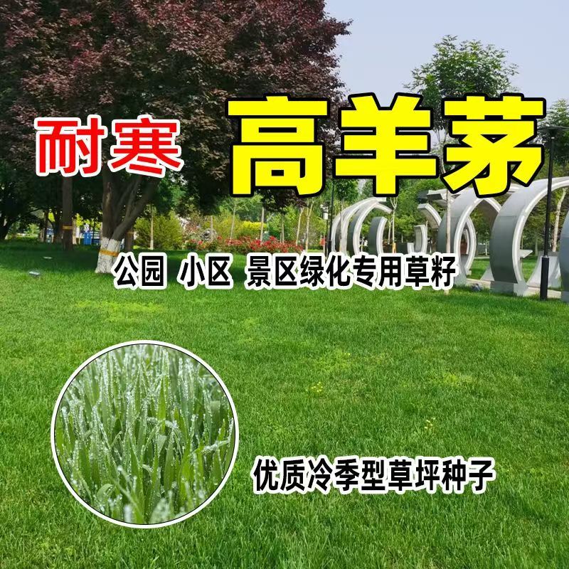 高羊茅进口草坪种子四季青耐寒耐旱耐踏庭院绿化护坡草种