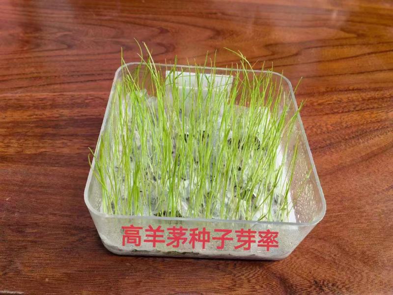 高羊茅进口草坪种子四季青耐寒耐旱耐踏庭院绿化护坡草种