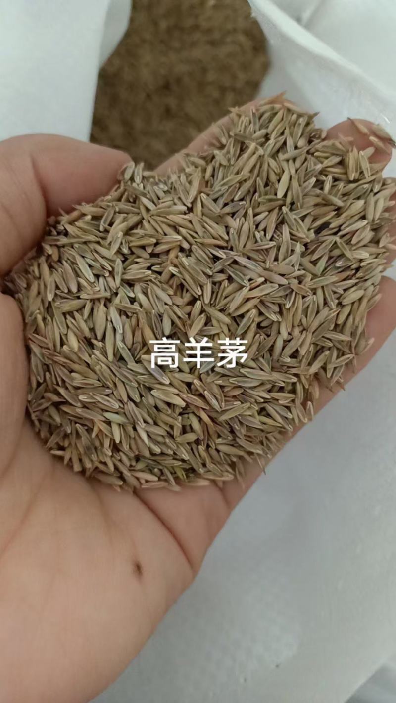 高羊茅进口草坪种子四季青耐寒耐旱耐踏庭院绿化护坡草种