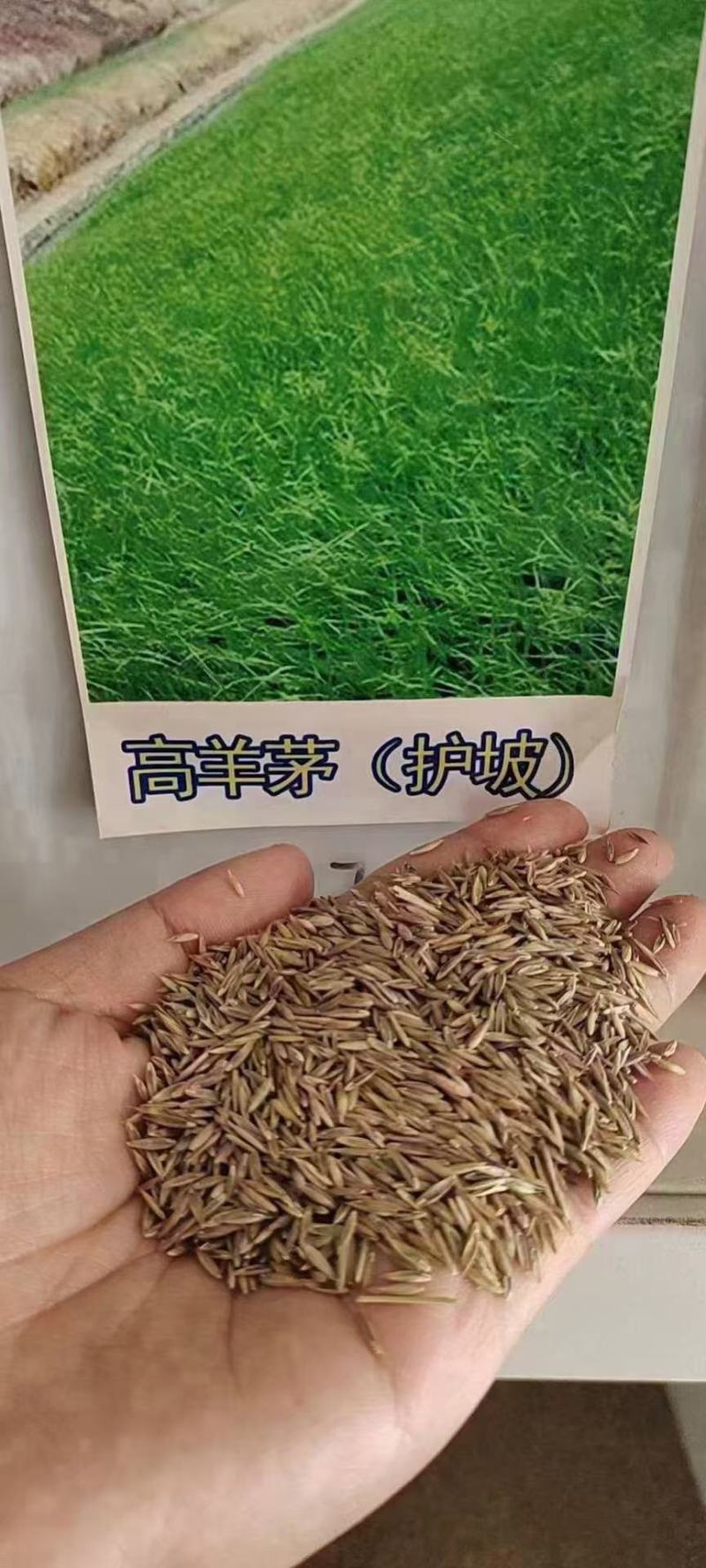 高羊茅进口草坪种子四季青耐寒耐旱耐踏庭院绿化护坡草种