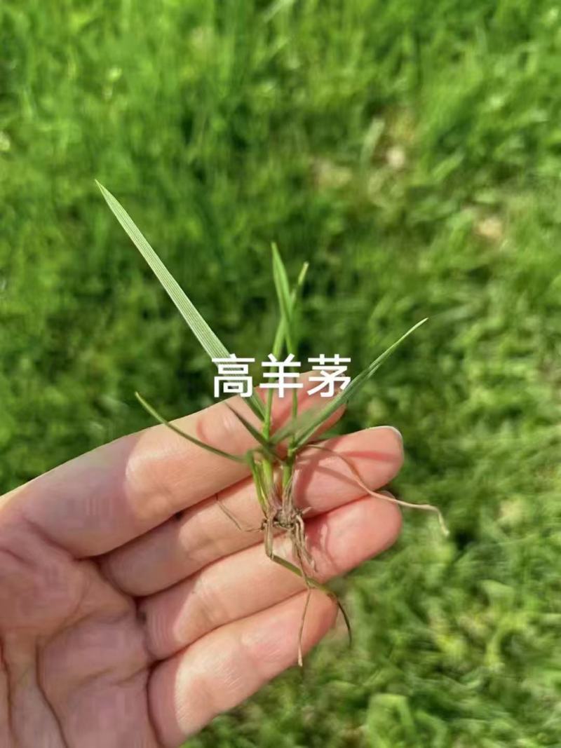 高羊茅进口草坪种子四季青耐寒耐旱耐踏庭院绿化护坡草种