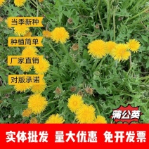蒲公英种子厂家一手货源批发品质保证价格便宜欢迎老板下单