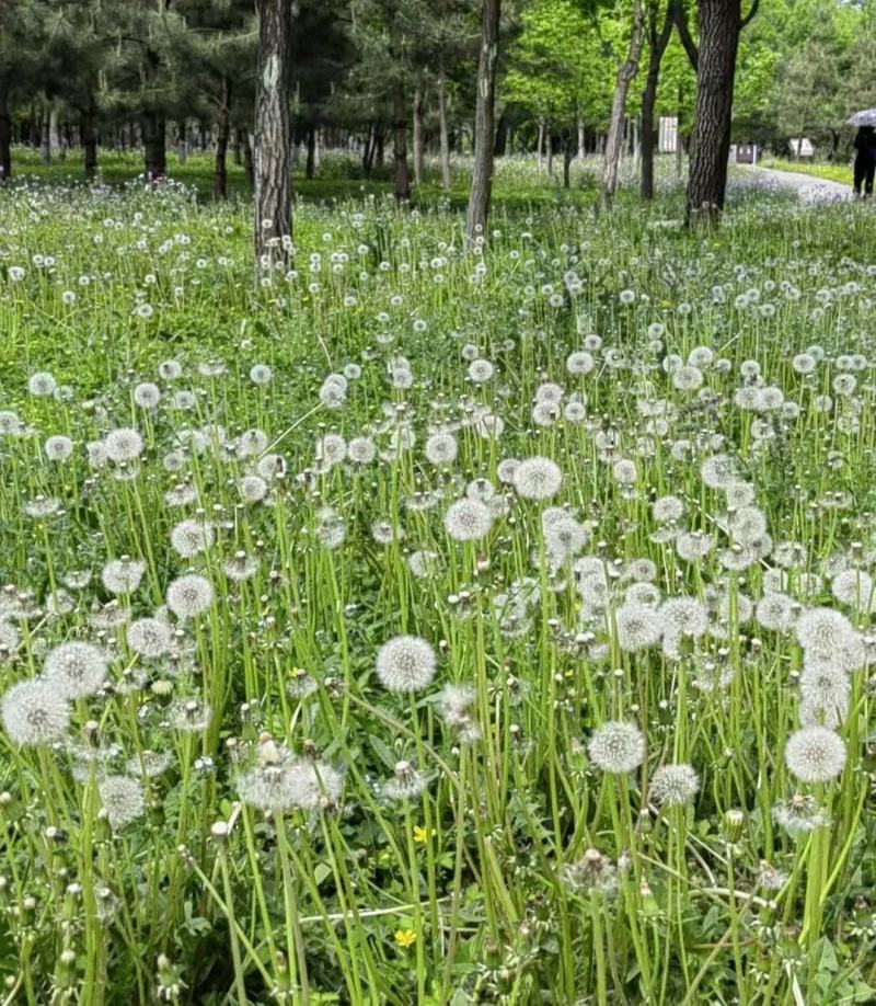 蒲公英种子厂家一手货源批发品质保证价格便宜欢迎老板下单