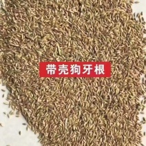 狗牙根(百慕大)种子厂家货源批发品质保证价格便宜欢迎下单