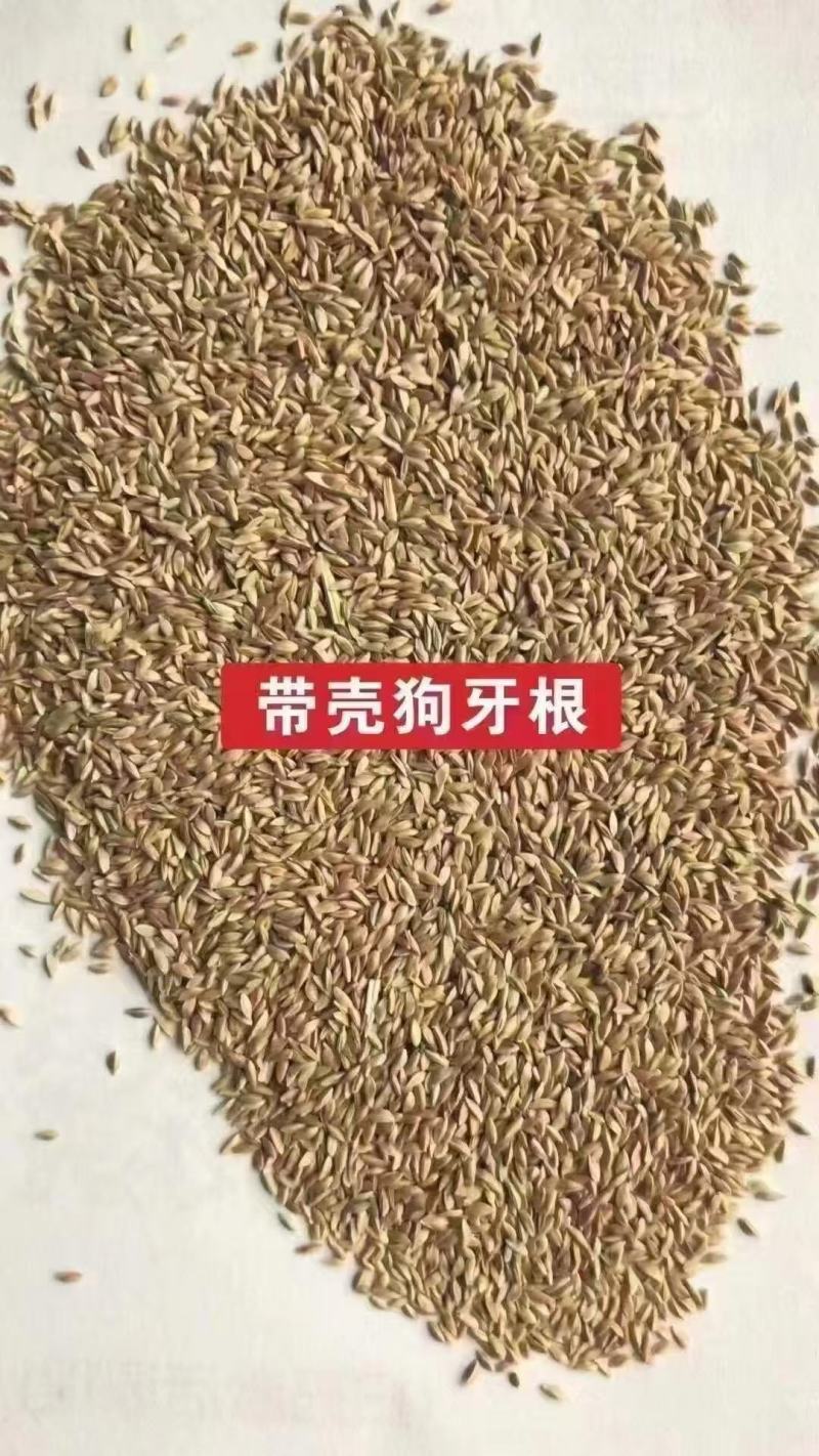 狗牙根(百慕大)种子厂家货源批发品质保证价格便宜欢迎下单