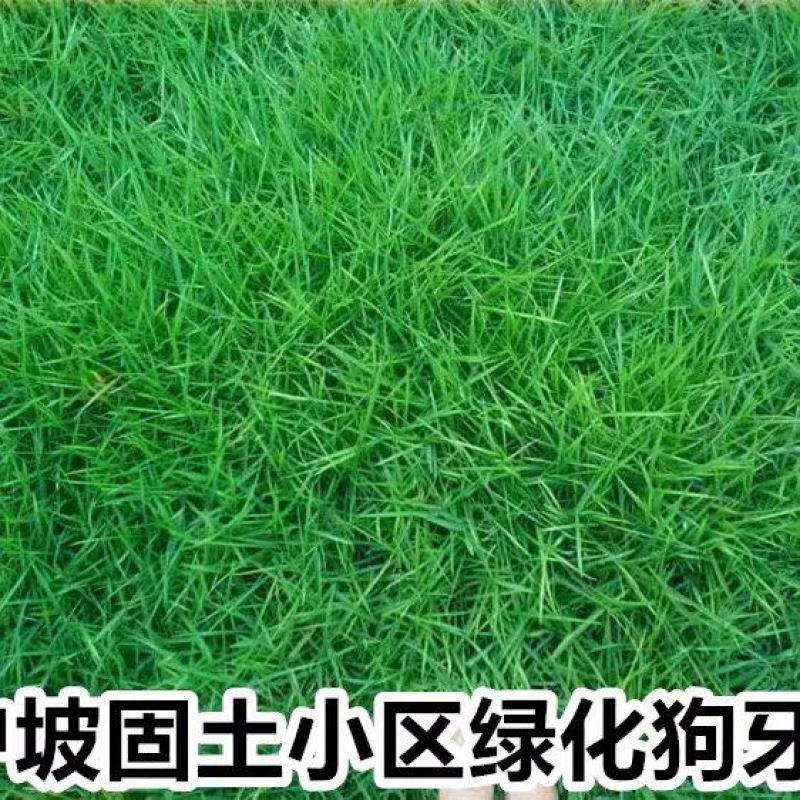 狗牙根(百慕大)种子厂家货源批发品质保证价格便宜欢迎下单