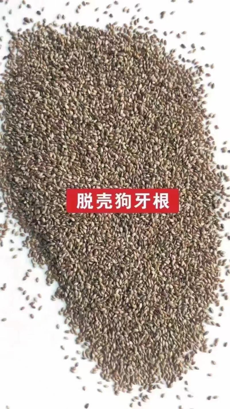 狗牙根(百慕大)种子厂家货源批发品质保证价格便宜欢迎下单