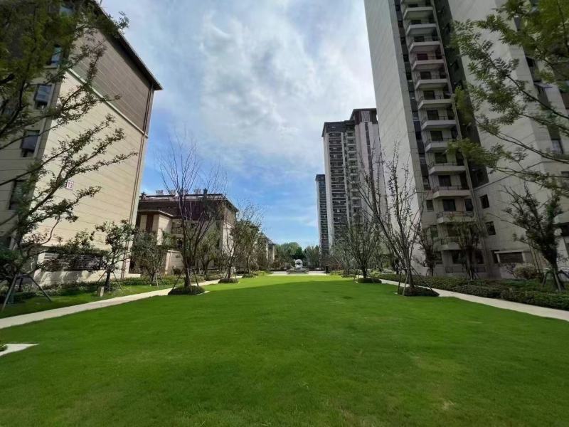 四季青草种子进口品质矮生翠绿柔软耐践踏