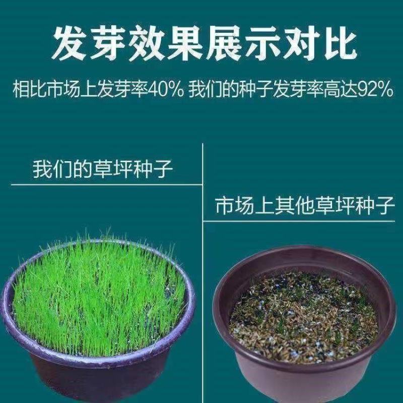 四季青草种子进口品质矮生翠绿柔软耐践踏