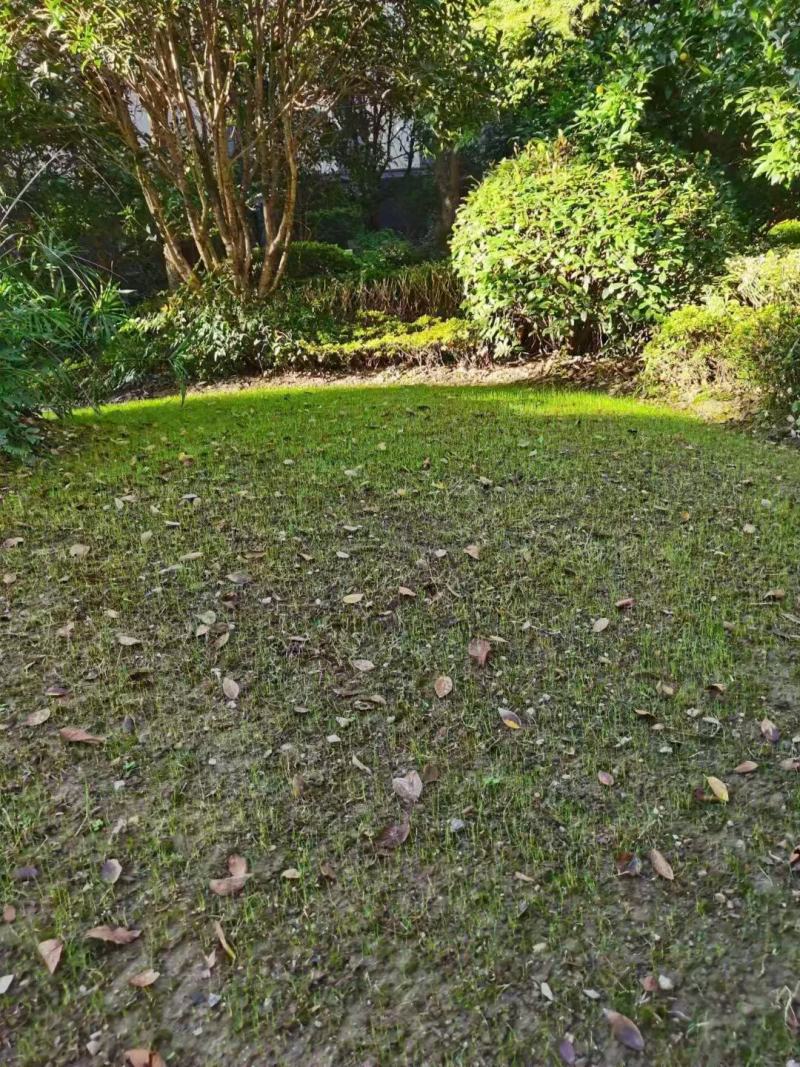 四季青草种子进口品质矮生翠绿柔软耐践踏