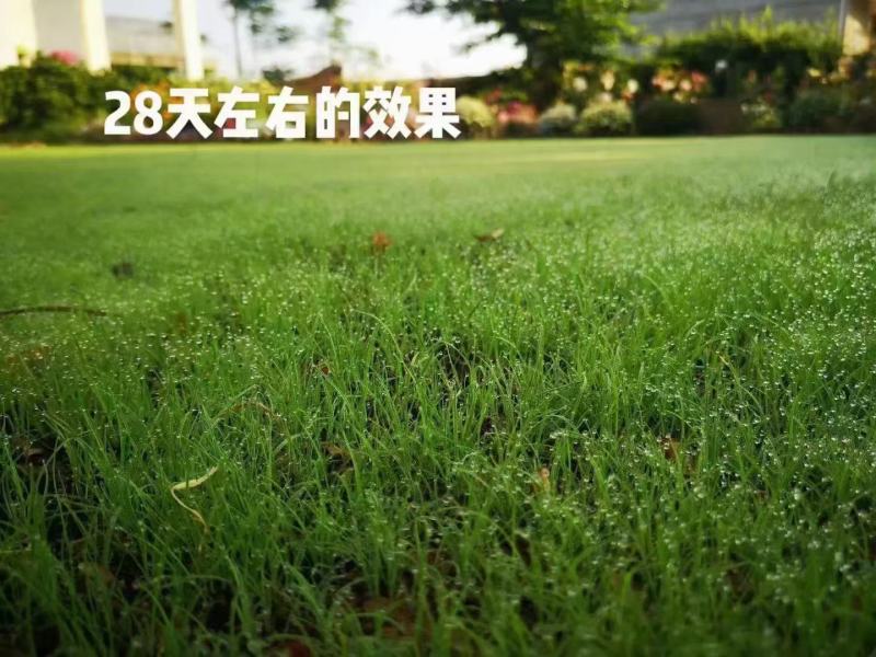 四季青草种子进口品质矮生翠绿柔软耐践踏